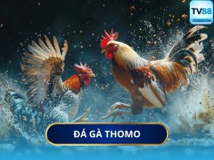 Đá Gà Thomo Là Gì?