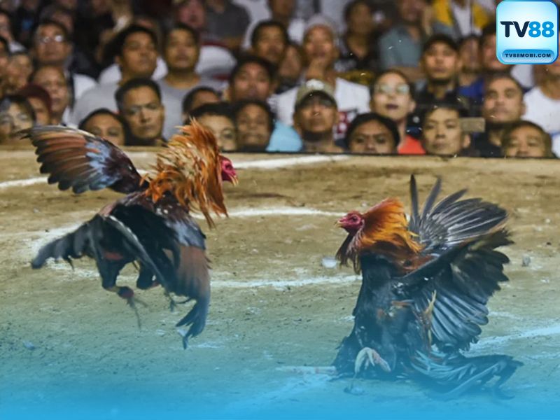 Hướng Dẫn Đọc Kèo & Đặt Cược Đá Gà SV88